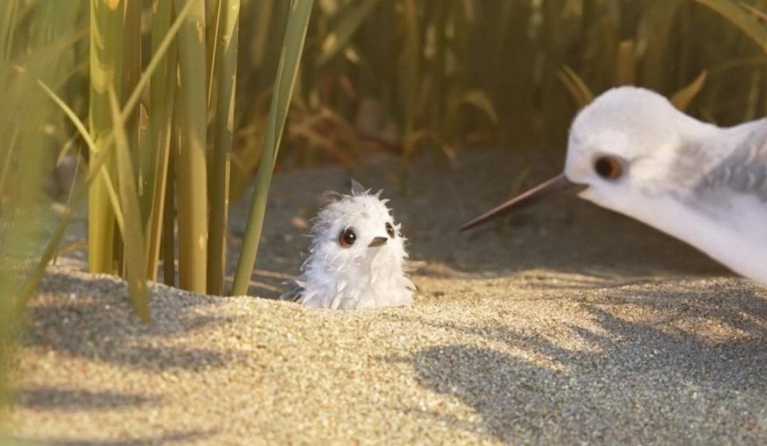 ‘Piper’, el nuevo corto de Pixar como metáfora para enfrentarse a las barreras personales